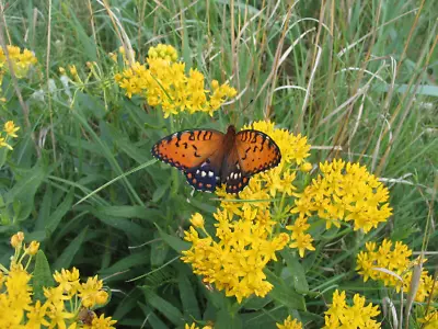 Yellow Flowering Milkweed Nectar Asclepias Plant - Attracts Monarch Butterflies • $7