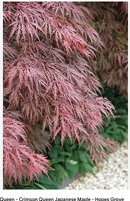 Acer Japanese Maple Crimson Queen Dissectum Graft  • £9.50