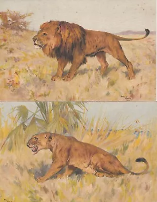 Aa 513 2 Lion Postcards. Arthur Wardle . • £4.25