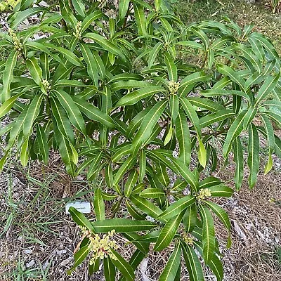 DWARF HAWAIIAN Grafted Dwarf MANGO Tree 3Gal Pot Ship UPS Overnight • $139