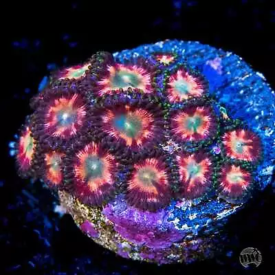 World Wide Corals Candy Stripe Zoanthids Live Coral Frag • $5.50