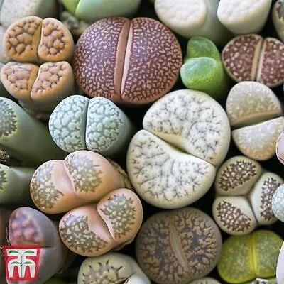 Thompson & Morgan Living Stone Plant (House Plant Seeds) • £3.99