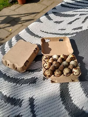 Quail Egg Boxes - Recycled Pulp Board Quail Egg Cartons (1 Egg Carton Sample) • £5