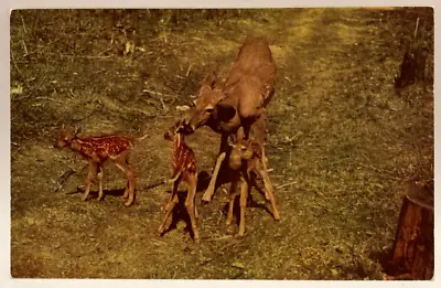 Deer Triplets  Home Folks  Vintage Animal Postcard • $2.65