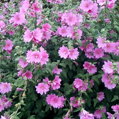 3 X Lavatera 'rosea' Tree Mallow Semi-evergreen Shrub Hardy Plant In Pot • £13.99