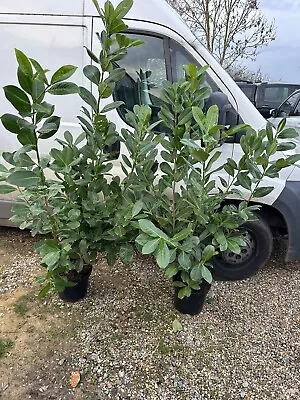 5ft-6ft Cherry Laurels 10l Pot • £26