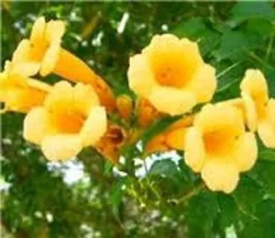 YELLOW TRUMPET VINE SEEDS 50 Seeds Campsis Radicans Organic Perennial • $4.95