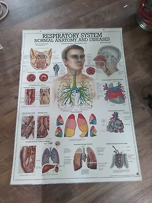 Medical Poster Respiratory System  Heinz-Harro Rudiger Berlin Germany  28x40 • $19.99