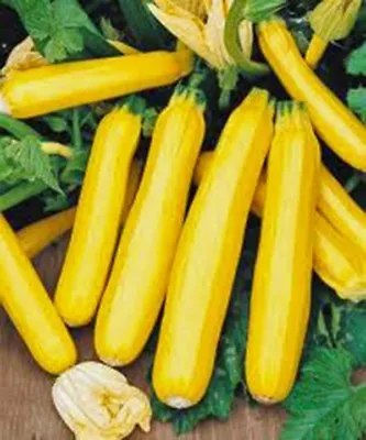 ZUCCHINI GOLDEN 10 Seeds • $3.50