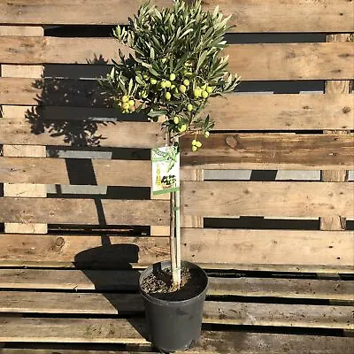 Olive Tree - Olea Europaea 85-95cm • £34.50