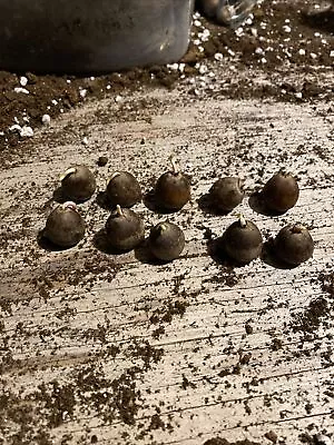 Red White  Burr Oak Acorns Cold Stratified And Sprouting ( 10 Pack) • $15