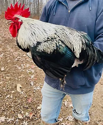 Birchen Marans Hatching Eggs 6+ • $30