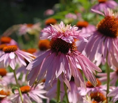 ECHINACEA Purpurea 'Double Decker' - Hardy Perennial Plant - Ex 9cm (P9) Pot • £4.95