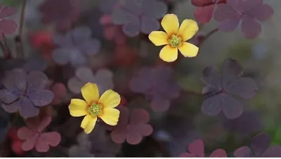 £2.89 • Buy Creeping Wood Sorrel - Oxalis Corniculata Sowing Instructions Included, 20 Seeds