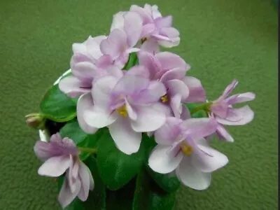 SK Fenix African Violet Starter Plant Semi-miniature  • $4.99