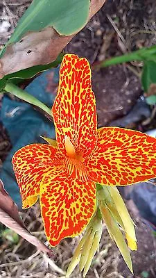 Canna X Generalis 'En Avant' X 5 Seeds.  • $5.50