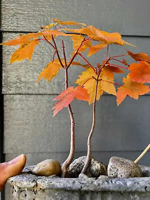 Red Maple Seeds (Acer Rubrum 'Red Sunset') 30+ Seeds  Free Shipping  • $3.50