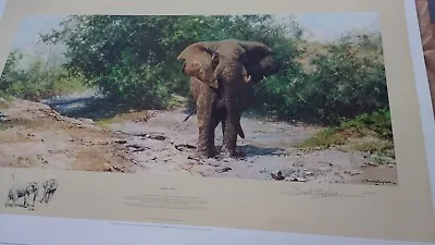 Print David Shepherd TEMBO MZEE 70s Signed 211/850 Africa Elephant Collector Art • £95