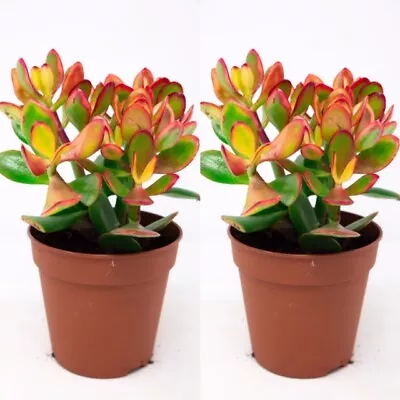 £16.99 • Buy 2 X Crassula Ovata - Money Penny Plant In 12cm Pots 
