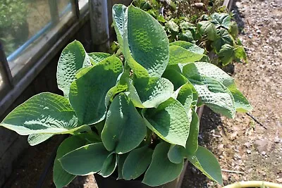 £10.99 • Buy Hosta Big Daddy Young Plant In 9cm Pot Fully Tracked Postage