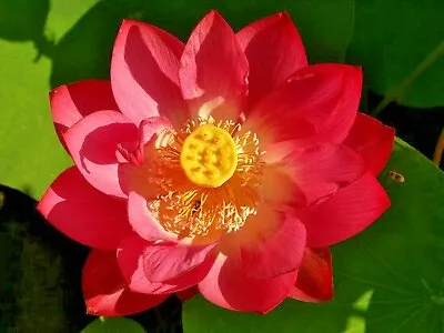 5 RED LOTUS SEEDS  - Nelumbo Nucifera • £5.63