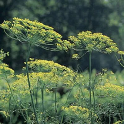 Mammoth Long Island Dill Seeds Heirloom NON-GMO Leafy Foliage FREE SHIPPING • $3.29