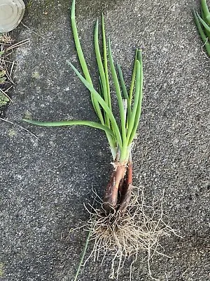 Welsh Onion 3 X Plants Allium Fistulosum Herb Bunching Perennial Vegetable • £12.99