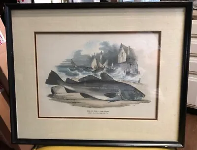 Vintage The Cod Fish Print By Whimper Grafiche Tassotti No 383 Framed Nautical • $99.99