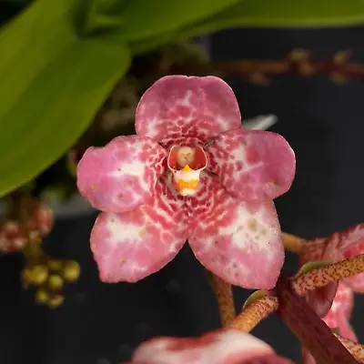 $50 • Buy Select Barrita Orchids Sarcochilus INDP/045