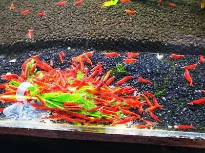 10+1 Fire Red Cherry - Freshwater Neocaridina Aquarium Shrimp. Live Guarantee • $26.95