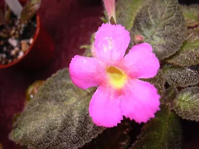 EPISCIA' LILACINA-AV Relative • $10