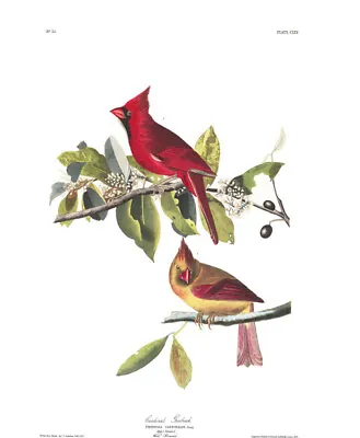 $14.99 • Buy 1830 John Audubon - Cardinal Grosbeak Fringilla Cardinalis Havell Edition 