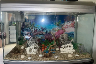 $500 • Buy Fish Tank + Cabinet + Set Up