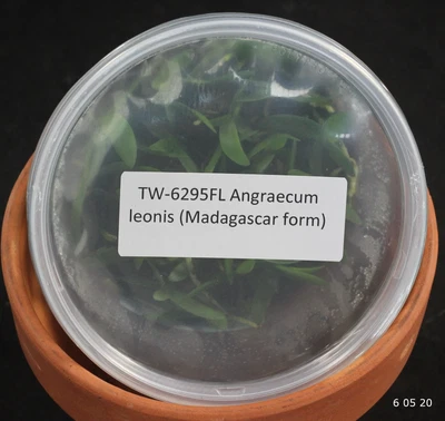 £76.91 • Buy ORCHID FLASK Angraecum Leonis (Madagascar Form)