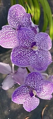 Orchid Vanda Yano Blue Ploenpit Mad Happenings Hanging Plants • $43.95