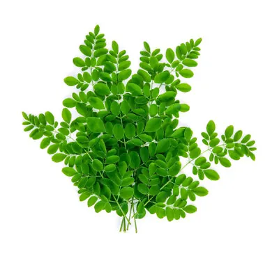 Organic Fresh Moringa Oleifera Leaves (5 Oz) Free Shipping!  From Fl Usa • $14.99