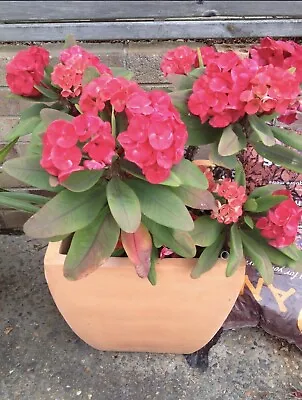 Euphorbia Milii - Crown Of Thorns Variegated Large Flower 1 Cutting • $3.95