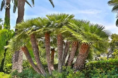 Chamaerops Humilis 30 FRESH SEEDS. PALM SEEDS. EUROPEAN FAN PALM • £6