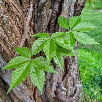 12 Virginia Creeper Vine Parthenocissus Live Bare Root Perennial Plants • $99