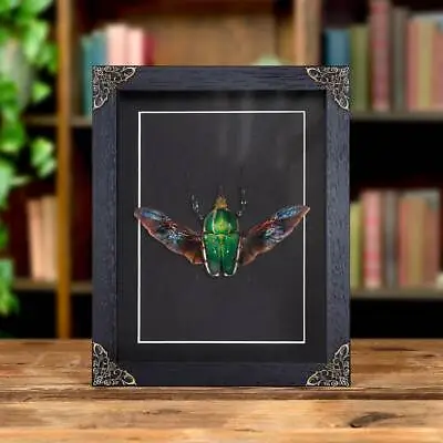Taxidermy Green African Scarab Beetle In Baroque Style Frame (Mecynorrhina Torqu • $85.78