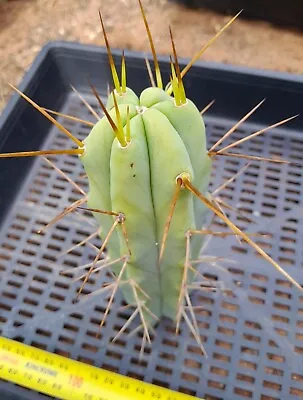 Bridgesii Cactus Cut  • $25