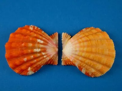 Pecten Langfordi Sunrise Shell Jewelry Hawaii Shell • $149.99