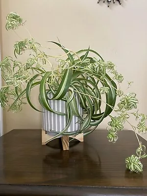 3 Rare Curly Live Spider Plants Rooted Cuttings Variegated Bonnie • $7.70