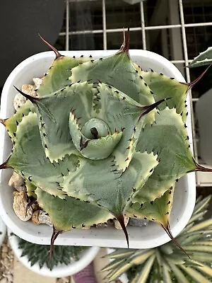 Agave Tradewinds  In 12 Cm Pot  Well Established Plant • $30