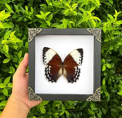 7 X7  Vintage Butterfly Framed Real Taxidermy Insect Beetle Bug Wall Art Decor • $60