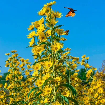 Sunflower MAXIMILIAN Perennial Flowers Butterflies Finches USA Non-GMO 100 Seeds • $4.48