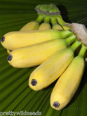 10 X MUSA BALBISIANA EDIBILE Banana Plant Tropical Seeds  FROST HARDY  • £2.99