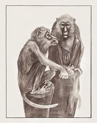 11797.Decor Poster.Room Home Wall Design Art.Theo Van Hoytema Painting.Monkeys • $35