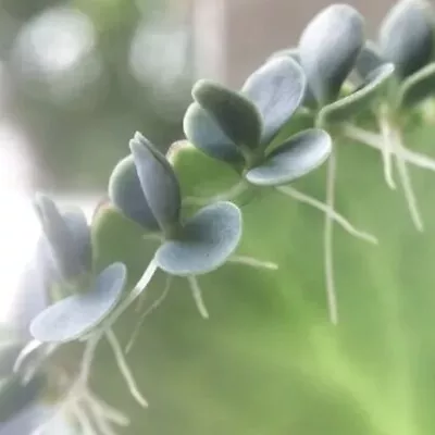 10 Kalanchoe - Mexican Hat - Plantlets • £1.75