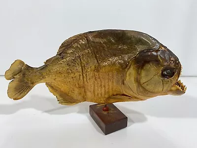 Real Taxidermy Piranha Fish Collectible Figurine • $19.99